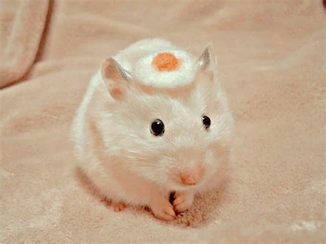 Aesthetic Hamsters Photos 🥥💕🐹 En 2022 Fotos Divertidas De Animales