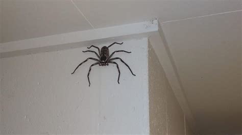 queensland man spends year with ‘insanely huge spider au — australia s leading news site