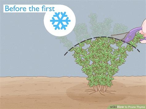 How To Prune Thyme 9 Steps With Pictures Wikihow