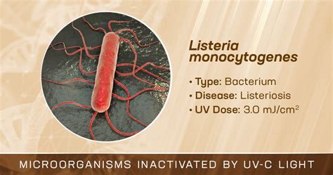 Listeria Monocytogenes Is Inactivated By Germicidal Uv C Light