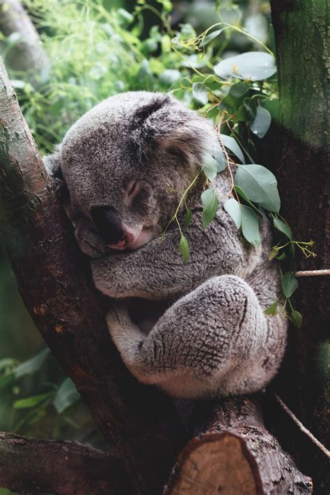 Untitled Jordan Whitt Cute Animals Koala Bear Cute Koala Bear