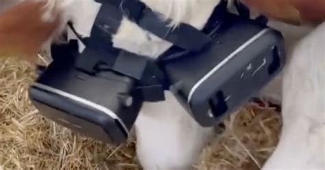 Farmer Puts Vr Headsets On Cows To Simulate Green Pastures