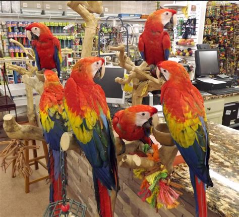 Macaws For Sale Exotic Pet Birds Inc