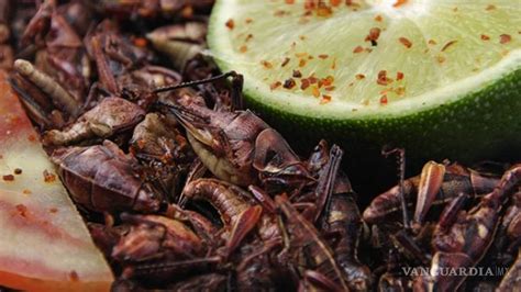¿qué Nutrientes Aportan Los Insectos Comestibles