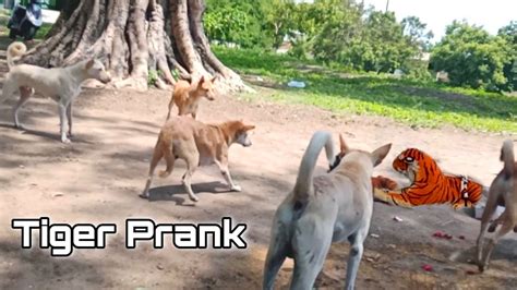 Fake Tiger Prank Dog And Monkey Youtube