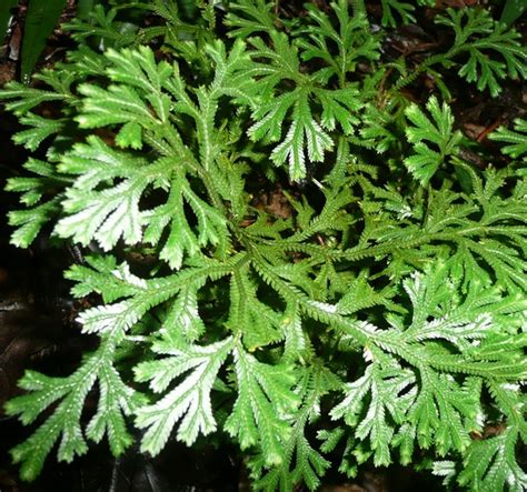 Haluskan cabe, bawang dan kunyit. Ukuran Diameter Pot Untuk Tanaman Hias - Soalan ag