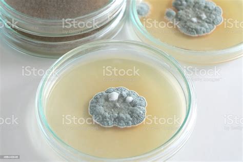 Penicillium Fungi On Agar Plate Stock Photo Download Image Now Agar