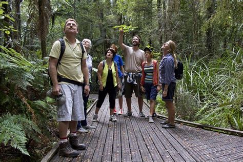 Bay Of Islands Shore Excursion Puketi Rainforest Guided Walk 2024
