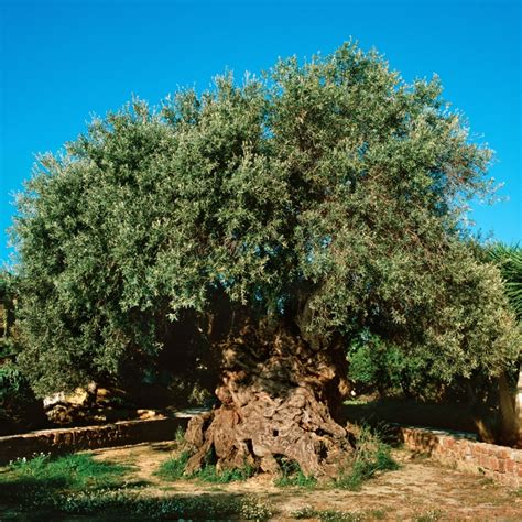The Olive Tree Of Abraham Gnostic Warrior
