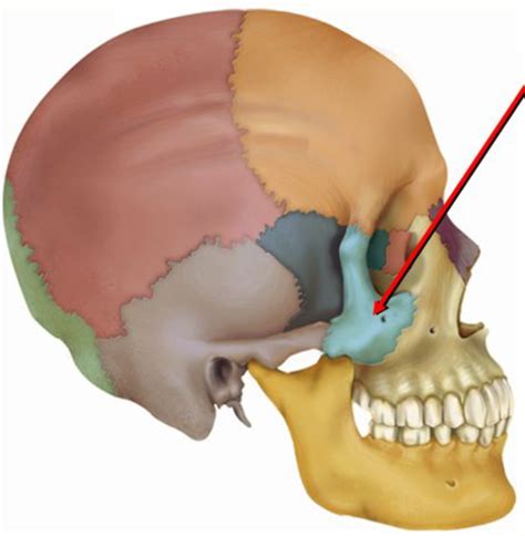 Facial Bones Zygomatic Bonemalar Bone Diagram Quizlet