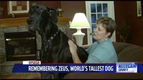 Zeus The Worlds Tallest Dog Has Died