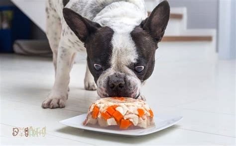 Top 10 Best Food For French Bulldog With Allergies You Need To Know