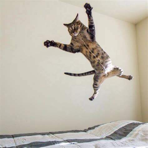 Flying Cats Fuzzfeed