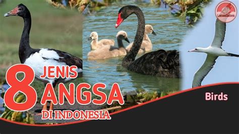 Kenali Jenis Burung Angsa Di Indonesia Youtube