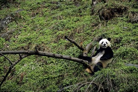 La Population Sauvage De Pandas Augmente Les Efforts Ont Payé