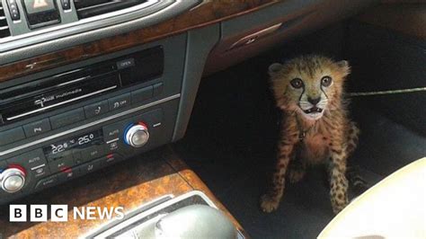 Cheetah Is Now Running For Its Very Survival Bbc News