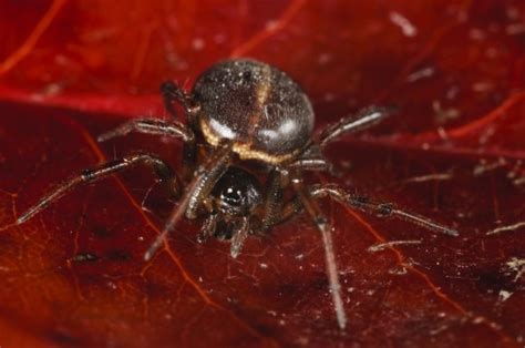 Woman Dies After Being Bitten By Britains Most Venomous Spider Metro