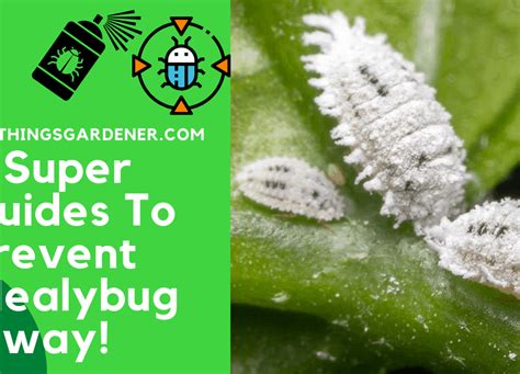 7 Super Guides To Prevent Mealybug On Your Jade Plant 2021 All Things