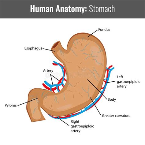 Human Stomach Detailed Anatomy Vector Medical Stock Vector