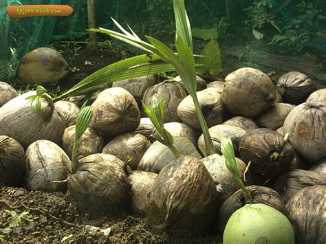 Dannybuntu Pet Coconut Seedlings And Plants