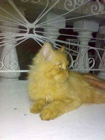 She is ok with dogs and humans. PERSIAN CAT FOR SALE FOR SALE ADOPTION from Davao City ...