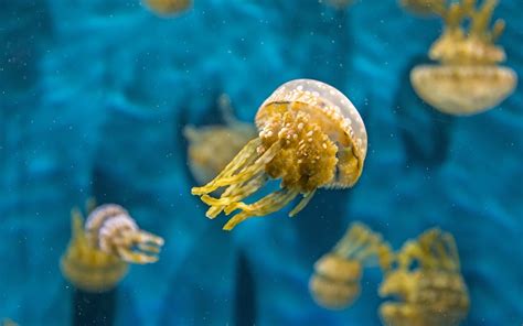 Sea Water Underwater Jellyfish Medusa Biology Macro Photography