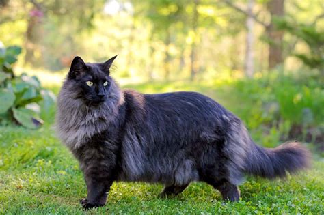 Black Norwegian Forest Cat Facts Genetics Pictures And More