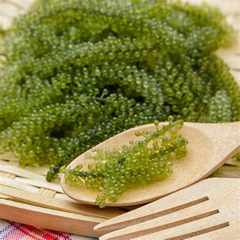 Natural Sea Grapes Green Caviar Lato Salt Seaweed Origin In Vietnam