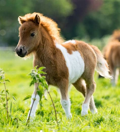 Is A Pony A Baby Horse Ponies And Foals Key Differences