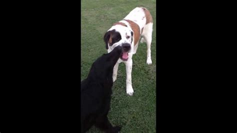 Cute Dog French Kissing Our Saint Bernard Puppy At The Dog Park Youtube