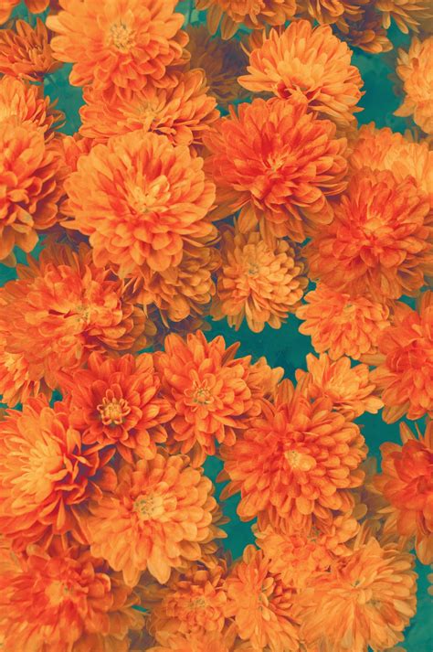 Vintage Patterns Photo Orange Aesthetic Orange Wallpaper Flower Aesthetic