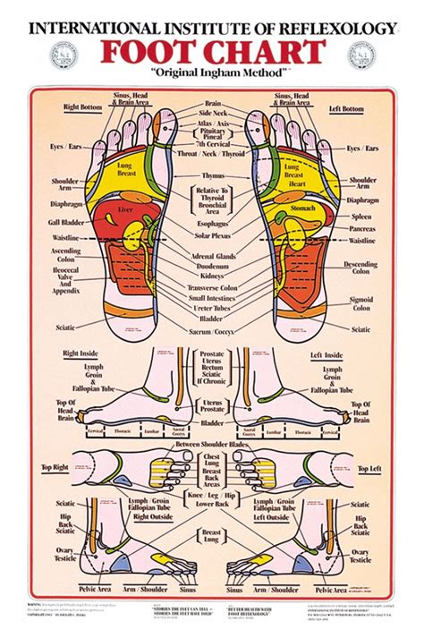 31 printable foot reflexology charts and maps ᐅ templatelab