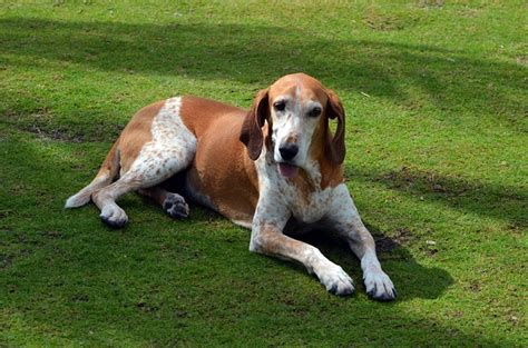 6 Types Of Coonhounds With Pictures Pet Keen