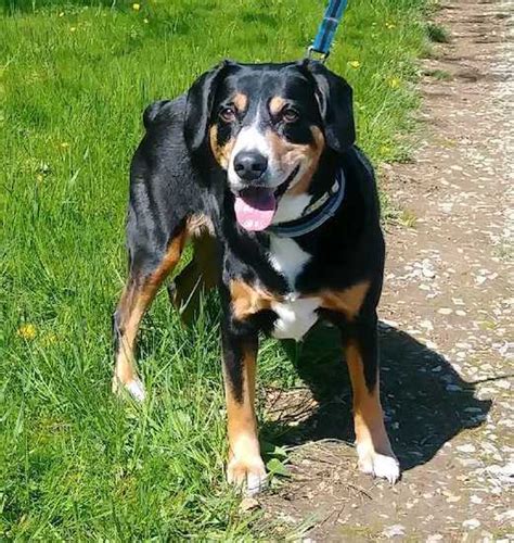 Entlebucher Mountain Dog Breed Information And Pictures