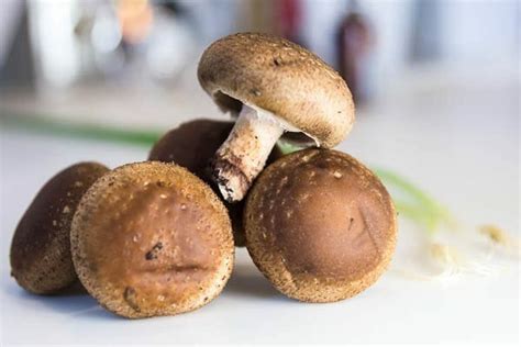 Cultivar Setas Del Hongo Shiitake Puedes Pero No Es F Cil