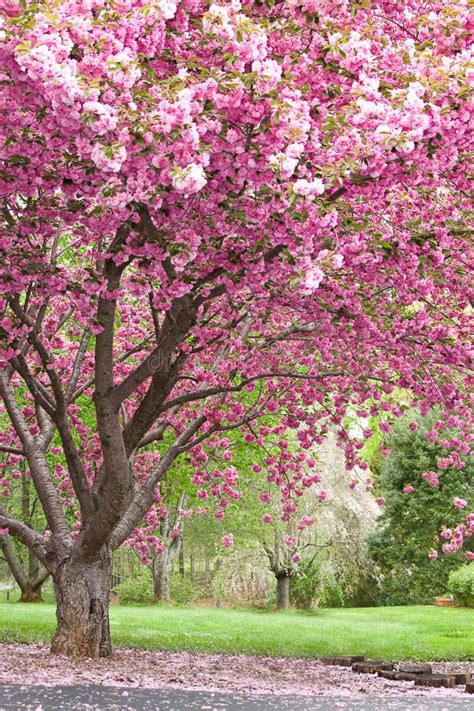 Pink Flowering Cherry Trees Stock Photo Image Of Green Japanese 4225438