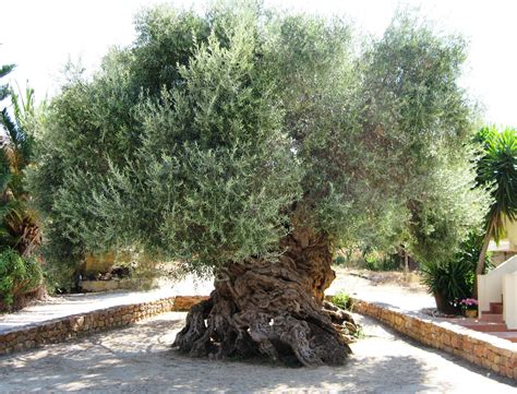 2000 Year Old Olive Tree In Greece Planter Olivier Olivier En Pot