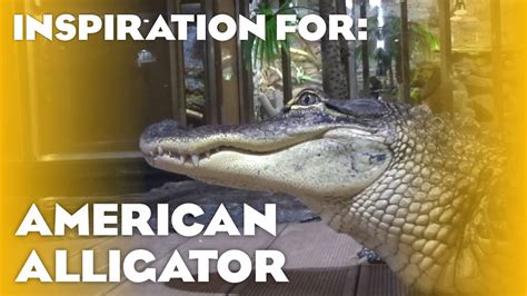 6 Real American Alligator Habitats Planet Zoo Inspiration Youtube