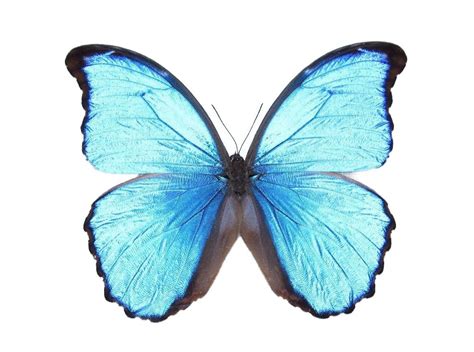 Pin On Morpho Didius Blue Butterfly Peru