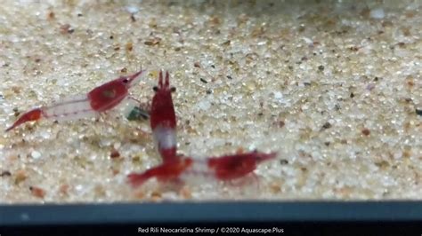 Red Rili Neocaridina Freshwater Shrimp Aquascape Plus YouTube