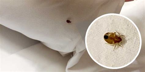 How To Deal With A Bed Bug Infestation Nashville Tn