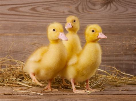 Sexing is often difficult until maturity. Ducklings Display Dual Memory | corneliusnn