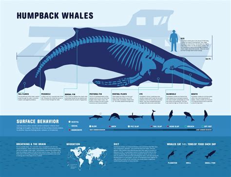 This incredible size is only possible because of this. Humpback Whales: Characteristics, customs and much more