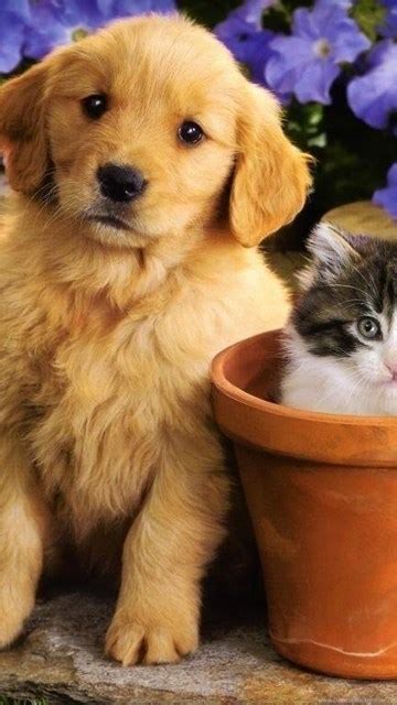 Of Dogs And Cats Together Hd Cat Cute Cat Anime Drawings