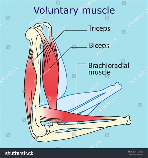 Anatomy Voluntary Muscle Stock Vector Royalty Free 451128355