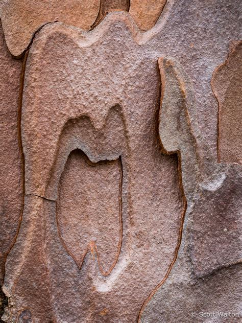 Pine Bark Details Scott Walton Photographs