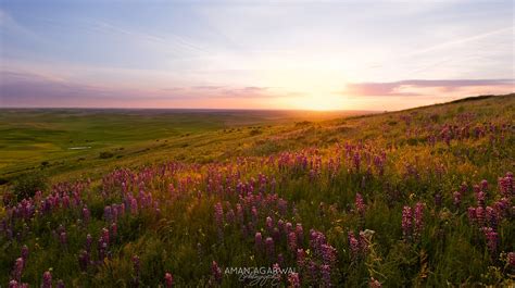 Sunset Glow Spring Wildflowers In The Palouse Region Of Wa Flickr