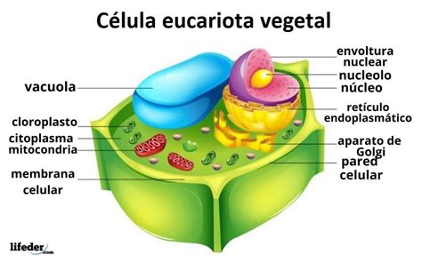 Tipos de células y sus características eucariotas y procariotas