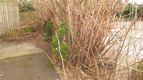 Japanese Knotweed Removal Walsall Dig And Dump Uk