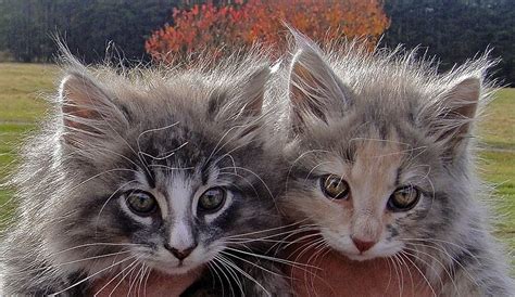 Cute Feral Kittens Photograph By Jennifer Lamanca Kaufman